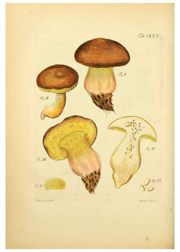 Reproducción/Reproduction 6257443622: Fungorum qui in Bavaria et Palatinatu circa Ratisbonam nascuntur icones, nativis coloribus expressae. v.1-2. Erlangae,Apud J.J. Palmium,1800