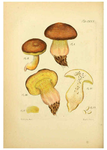 Reproducción/Reproduction 6257443622: Fungorum qui in Bavaria et Palatinatu circa Ratisbonam nascuntur icones, nativis coloribus expressae. v.1-2. Erlangae,Apud J.J. Palmium,1800