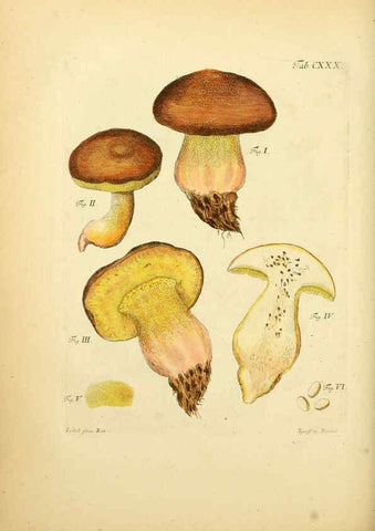 Reproducción/Reproduction 6257443622: Fungorum qui in Bavaria et Palatinatu circa Ratisbonam nascuntur icones, nativis coloribus expressae. v.1-2. Erlangae,Apud J.J. Palmium,1800