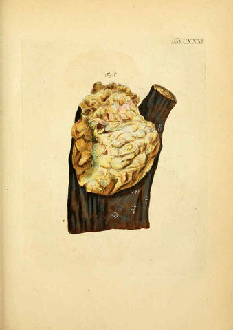 Reproducción/Reproduction 6256913965: Fungorum qui in Bavaria et Palatinatu circa Ratisbonam nascuntur icones, nativis coloribus expressae. v.1-2. Erlangae,Apud J.J. Palmium,1800