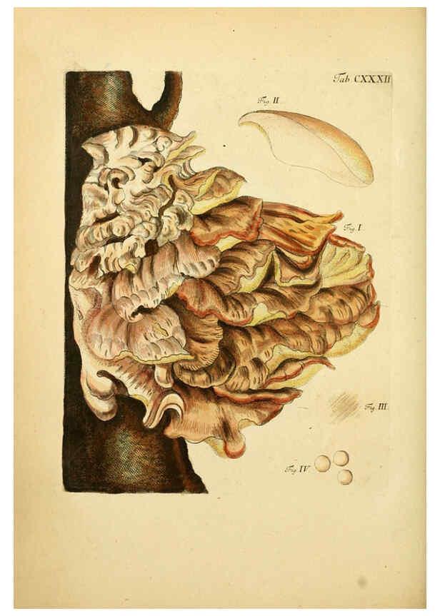 Reproducción/Reproduction 6257444156: Fungorum qui in Bavaria et Palatinatu circa Ratisbonam nascuntur icones, nativis coloribus expressae. v.1-2. Erlangae,Apud J.J. Palmium,1800