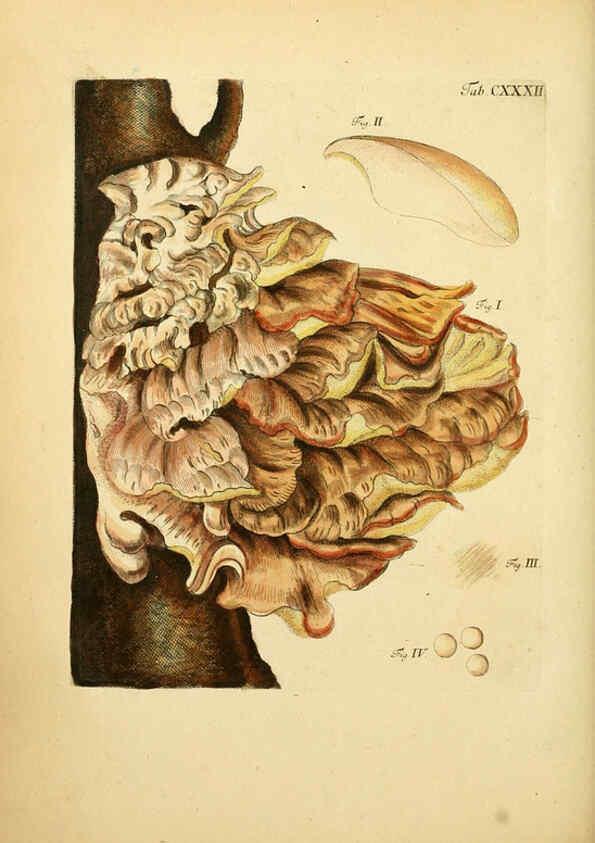 Reproducción/Reproduction 6257444156: Fungorum qui in Bavaria et Palatinatu circa Ratisbonam nascuntur icones, nativis coloribus expressae. v.1-2. Erlangae,Apud J.J. Palmium,1800