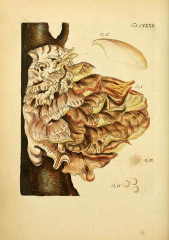 Reproducción/Reproduction 6257444156: Fungorum qui in Bavaria et Palatinatu circa Ratisbonam nascuntur icones, nativis coloribus expressae. v.1-2. Erlangae,Apud J.J. Palmium,1800