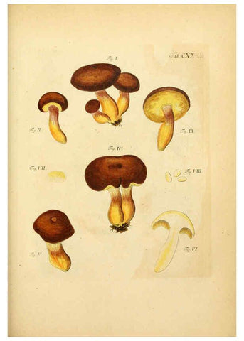 Reproducción/Reproduction 6256914535: Fungorum qui in Bavaria et Palatinatu circa Ratisbonam nascuntur icones, nativis coloribus expressae. v.1-2. Erlangae,Apud J.J. Palmium,1800