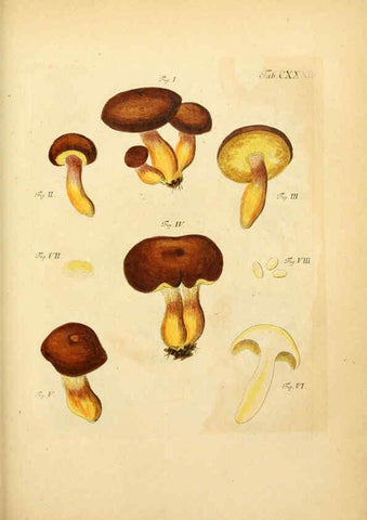 Reproducción/Reproduction 6256914535: Fungorum qui in Bavaria et Palatinatu circa Ratisbonam nascuntur icones, nativis coloribus expressae. v.1-2. Erlangae,Apud J.J. Palmium,1800