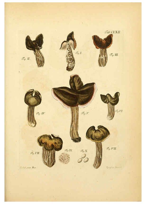 Reproducción/Reproduction 6256922307: Fungorum qui in Bavaria et Palatinatu circa Ratisbonam nascuntur icones, nativis coloribus expressae. v.1-2. Erlangae,Apud J.J. Palmium,1800