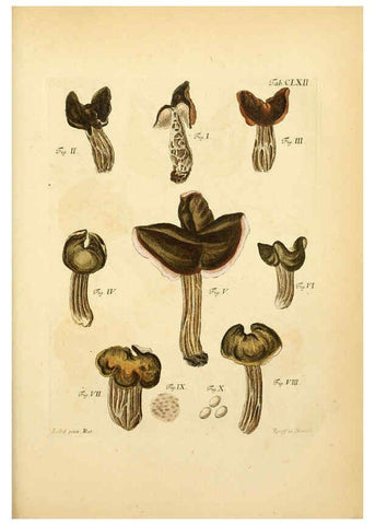 Reproducción/Reproduction 6256922307: Fungorum qui in Bavaria et Palatinatu circa Ratisbonam nascuntur icones, nativis coloribus expressae. v.1-2. Erlangae,Apud J.J. Palmium,1800