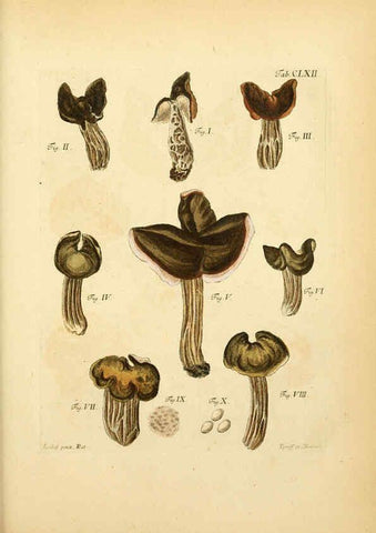 Reproducción/Reproduction 6256922307: Fungorum qui in Bavaria et Palatinatu circa Ratisbonam nascuntur icones, nativis coloribus expressae. v.1-2. Erlangae,Apud J.J. Palmium,1800