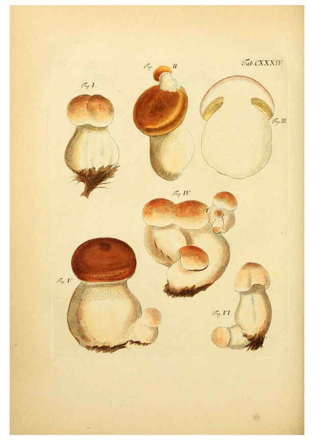Reproducción/Reproduction 6256914751: Fungorum qui in Bavaria et Palatinatu circa Ratisbonam nascuntur icones, nativis coloribus expressae. v.1-2. Erlangae,Apud J.J. Palmium,1800
