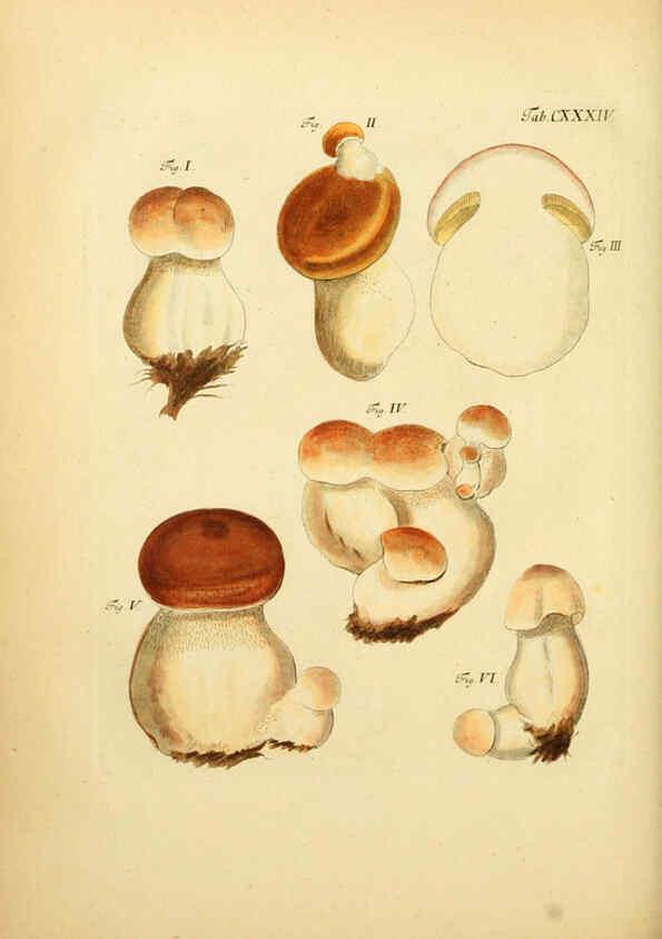 Reproducción/Reproduction 6256914751: Fungorum qui in Bavaria et Palatinatu circa Ratisbonam nascuntur icones, nativis coloribus expressae. v.1-2. Erlangae,Apud J.J. Palmium,1800