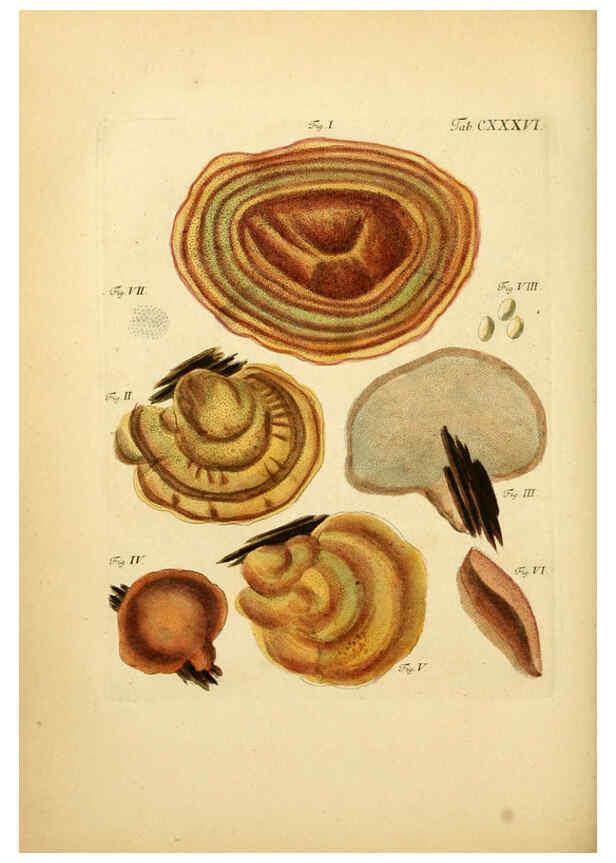 Reproducción/Reproduction 6257445110: Fungorum qui in Bavaria et Palatinatu circa Ratisbonam nascuntur icones, nativis coloribus expressae. v.1-2. Erlangae,Apud J.J. Palmium,1800
