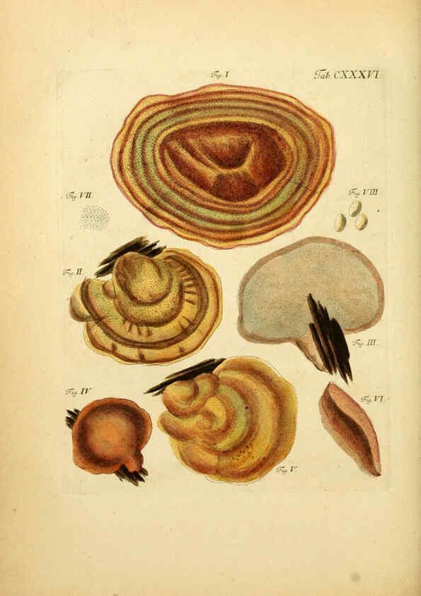 Reproducción/Reproduction 6257445110: Fungorum qui in Bavaria et Palatinatu circa Ratisbonam nascuntur icones, nativis coloribus expressae. v.1-2. Erlangae,Apud J.J. Palmium,1800