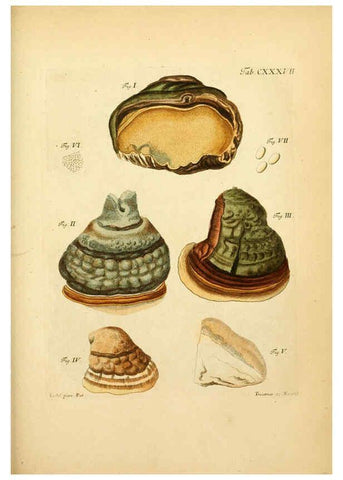 Reproducción/Reproduction 6257445292: Fungorum qui in Bavaria et Palatinatu circa Ratisbonam nascuntur icones, nativis coloribus expressae. v.1-2. Erlangae,Apud J.J. Palmium,1800