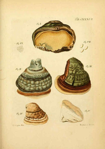 Reproducción/Reproduction 6257445292: Fungorum qui in Bavaria et Palatinatu circa Ratisbonam nascuntur icones, nativis coloribus expressae. v.1-2. Erlangae,Apud J.J. Palmium,1800