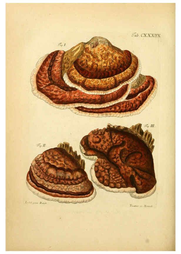Reproducción/Reproduction 6257445566: Fungorum qui in Bavaria et Palatinatu circa Ratisbonam nascuntur icones, nativis coloribus expressae. v.1-2. Erlangae,Apud J.J. Palmium,1800