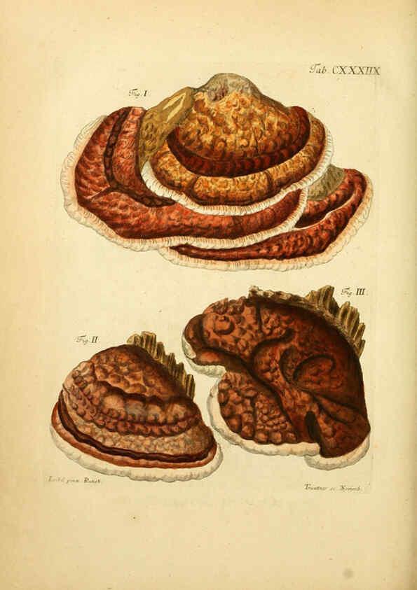Reproducción/Reproduction 6257445566: Fungorum qui in Bavaria et Palatinatu circa Ratisbonam nascuntur icones, nativis coloribus expressae. v.1-2. Erlangae,Apud J.J. Palmium,1800