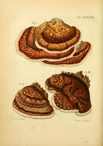 Reproducción/Reproduction 6257445566: Fungorum qui in Bavaria et Palatinatu circa Ratisbonam nascuntur icones, nativis coloribus expressae. v.1-2. Erlangae,Apud J.J. Palmium,1800