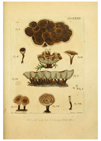 Reproducción/Reproduction 6256916047: Fungorum qui in Bavaria et Palatinatu circa Ratisbonam nascuntur icones, nativis coloribus expressae. v.1-2. Erlangae,Apud J.J. Palmium,1800