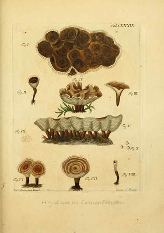 Reproducción/Reproduction 6256916047: Fungorum qui in Bavaria et Palatinatu circa Ratisbonam nascuntur icones, nativis coloribus expressae. v.1-2. Erlangae,Apud J.J. Palmium,1800