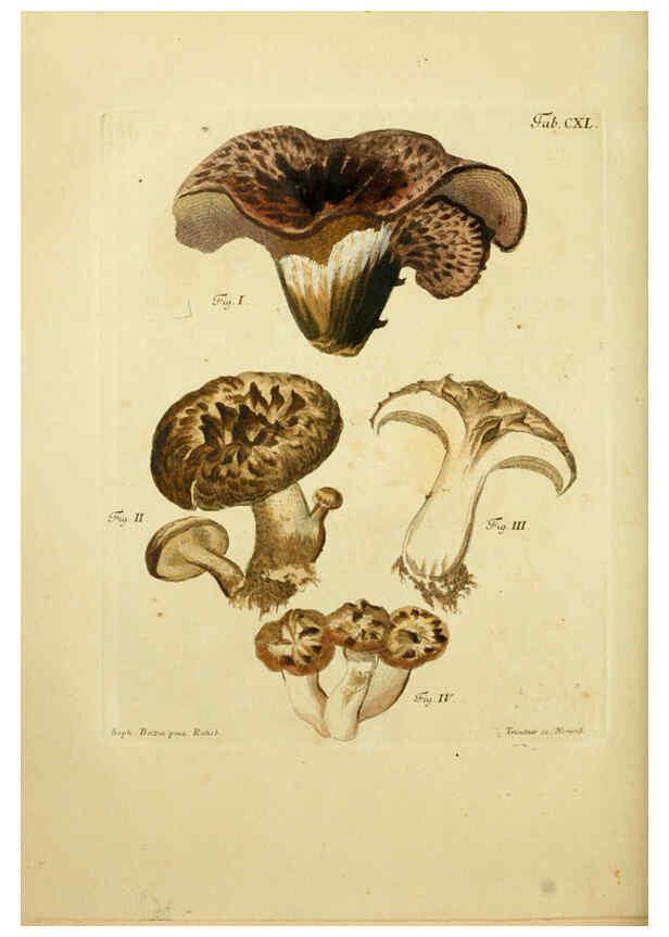 Reproducción/Reproduction 6257446348: Fungorum qui in Bavaria et Palatinatu circa Ratisbonam nascuntur icones, nativis coloribus expressae. v.1-2. Erlangae,Apud J.J. Palmium,1800