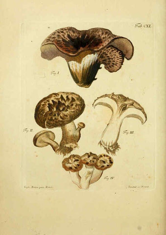 Reproducción/Reproduction 6257446348: Fungorum qui in Bavaria et Palatinatu circa Ratisbonam nascuntur icones, nativis coloribus expressae. v.1-2. Erlangae,Apud J.J. Palmium,1800