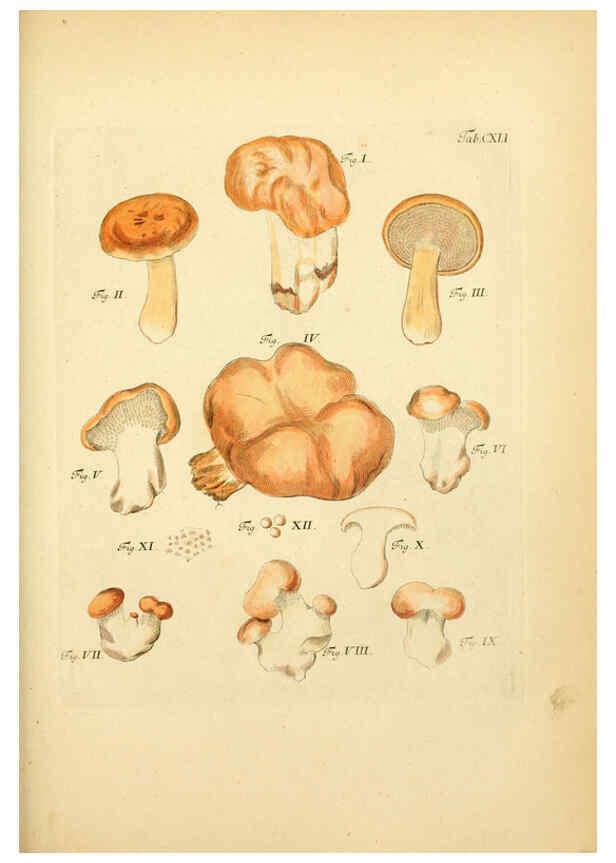Reproducción/Reproduction 6256916723: Fungorum qui in Bavaria et Palatinatu circa Ratisbonam nascuntur icones, nativis coloribus expressae. v.1-2. Erlangae,Apud J.J. Palmium,1800