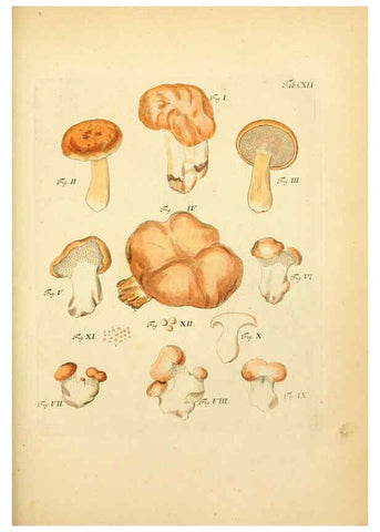 Reproducción/Reproduction 6256916723: Fungorum qui in Bavaria et Palatinatu circa Ratisbonam nascuntur icones, nativis coloribus expressae. v.1-2. Erlangae,Apud J.J. Palmium,1800