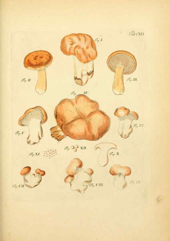 Reproducción/Reproduction 6256916723: Fungorum qui in Bavaria et Palatinatu circa Ratisbonam nascuntur icones, nativis coloribus expressae. v.1-2. Erlangae,Apud J.J. Palmium,1800