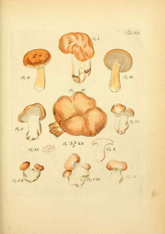 Reproducción/Reproduction 6256916723: Fungorum qui in Bavaria et Palatinatu circa Ratisbonam nascuntur icones, nativis coloribus expressae. v.1-2. Erlangae,Apud J.J. Palmium,1800