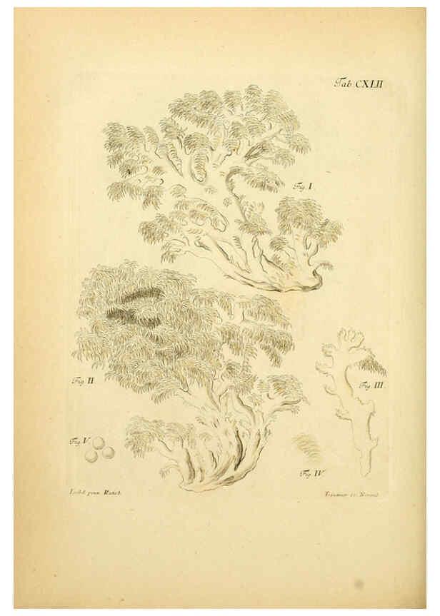 Reproducción/Reproduction 6256916991: Fungorum qui in Bavaria et Palatinatu circa Ratisbonam nascuntur icones, nativis coloribus expressae. v.1-2. Erlangae,Apud J.J. Palmium,1800