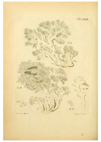 Reproducción/Reproduction 6256916991: Fungorum qui in Bavaria et Palatinatu circa Ratisbonam nascuntur icones, nativis coloribus expressae. v.1-2. Erlangae,Apud J.J. Palmium,1800