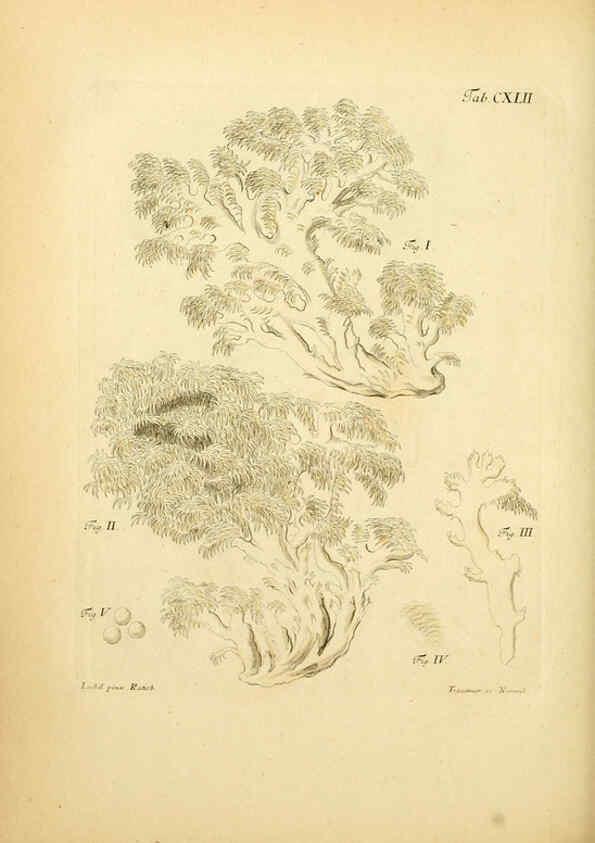 Reproducción/Reproduction 6256916991: Fungorum qui in Bavaria et Palatinatu circa Ratisbonam nascuntur icones, nativis coloribus expressae. v.1-2. Erlangae,Apud J.J. Palmium,1800