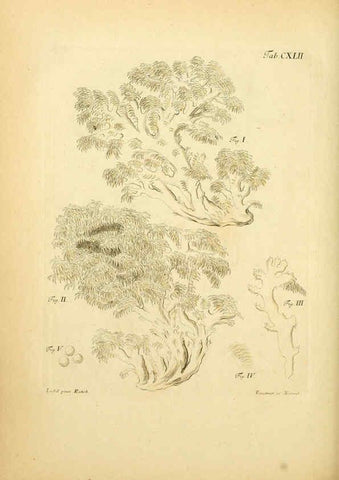 Reproducción/Reproduction 6256916991: Fungorum qui in Bavaria et Palatinatu circa Ratisbonam nascuntur icones, nativis coloribus expressae. v.1-2. Erlangae,Apud J.J. Palmium,1800