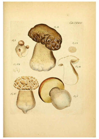 Reproducción/Reproduction 6257444800: Fungorum qui in Bavaria et Palatinatu circa Ratisbonam nascuntur icones, nativis coloribus expressae. v.1-2. Erlangae,Apud J.J. Palmium,1800