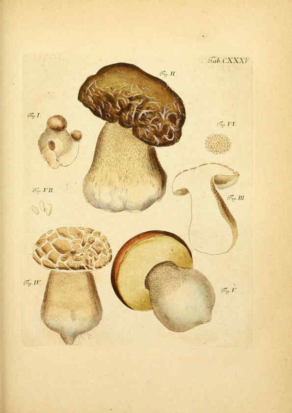 Reproducción/Reproduction 6257444800: Fungorum qui in Bavaria et Palatinatu circa Ratisbonam nascuntur icones, nativis coloribus expressae. v.1-2. Erlangae,Apud J.J. Palmium,1800