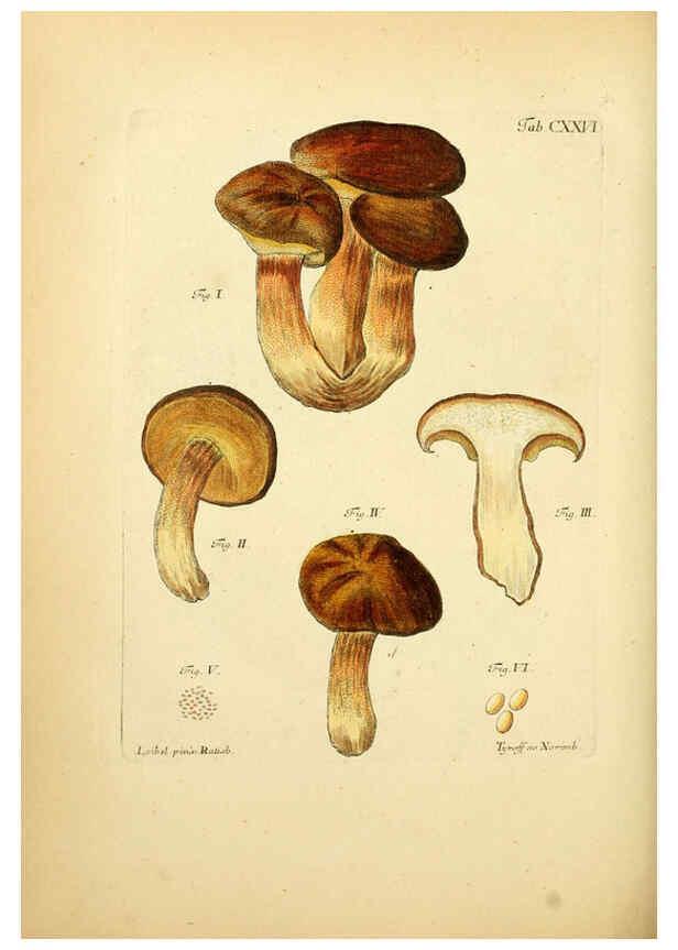 Reproducción/Reproduction 6256912765: Fungorum qui in Bavaria et Palatinatu circa Ratisbonam nascuntur icones, nativis coloribus expressae. v.1-2. Erlangae,Apud J.J. Palmium,1800