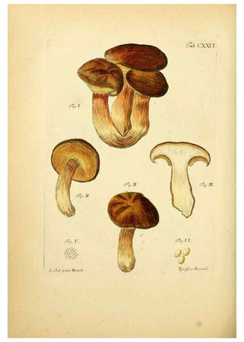 Reproducción/Reproduction 6256912765: Fungorum qui in Bavaria et Palatinatu circa Ratisbonam nascuntur icones, nativis coloribus expressae. v.1-2. Erlangae,Apud J.J. Palmium,1800