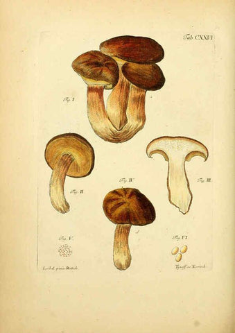 Reproducción/Reproduction 6256912765: Fungorum qui in Bavaria et Palatinatu circa Ratisbonam nascuntur icones, nativis coloribus expressae. v.1-2. Erlangae,Apud J.J. Palmium,1800
