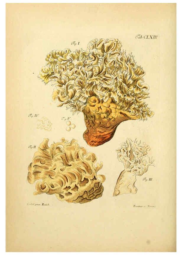 Reproducción/Reproduction 6257452574: Fungorum qui in Bavaria et Palatinatu circa Ratisbonam nascuntur icones, nativis coloribus expressae. v.1-2. Erlangae,Apud J.J. Palmium,1800