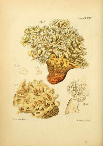 Reproducción/Reproduction 6257452574: Fungorum qui in Bavaria et Palatinatu circa Ratisbonam nascuntur icones, nativis coloribus expressae. v.1-2. Erlangae,Apud J.J. Palmium,1800