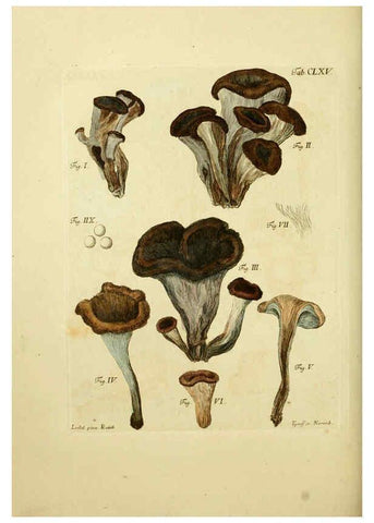 Reproducción/Reproduction 6257453154: Fungorum qui in Bavaria et Palatinatu circa Ratisbonam nascuntur icones, nativis coloribus expressae. v.1-2. Erlangae,Apud J.J. Palmium,1800