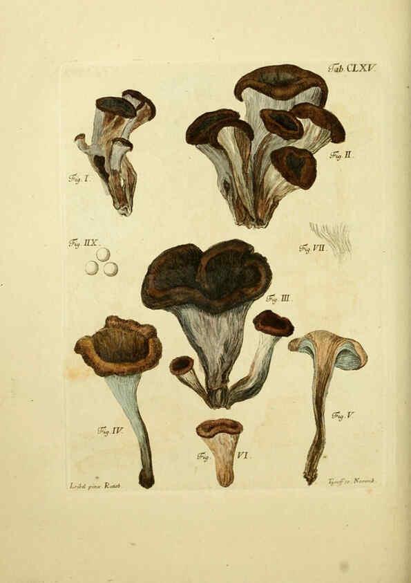 Reproducción/Reproduction 6257453154: Fungorum qui in Bavaria et Palatinatu circa Ratisbonam nascuntur icones, nativis coloribus expressae. v.1-2. Erlangae,Apud J.J. Palmium,1800