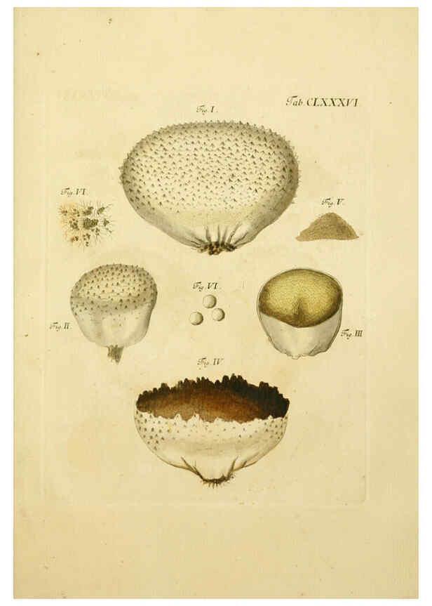 Reproducción/Reproduction 6256928175: Fungorum qui in Bavaria et Palatinatu circa Ratisbonam nascuntur icones, nativis coloribus expressae. v.1-2. Erlangae,Apud J.J. Palmium,1800