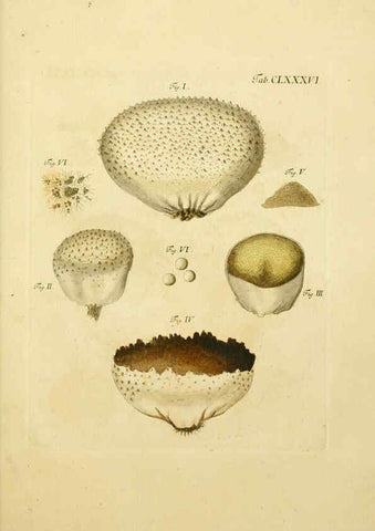 Reproducción/Reproduction 6256928175: Fungorum qui in Bavaria et Palatinatu circa Ratisbonam nascuntur icones, nativis coloribus expressae. v.1-2. Erlangae,Apud J.J. Palmium,1800
