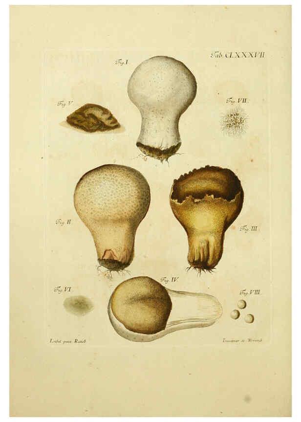 Reproducción/Reproduction 6256928485: Fungorum qui in Bavaria et Palatinatu circa Ratisbonam nascuntur icones, nativis coloribus expressae. v.1-2. Erlangae,Apud J.J. Palmium,1800