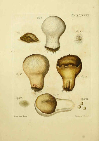 Reproducción/Reproduction 6256928485: Fungorum qui in Bavaria et Palatinatu circa Ratisbonam nascuntur icones, nativis coloribus expressae. v.1-2. Erlangae,Apud J.J. Palmium,1800