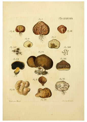 Reproducción/Reproduction 6257458592: Fungorum qui in Bavaria et Palatinatu circa Ratisbonam nascuntur icones, nativis coloribus expressae. v.1-2. Erlangae,Apud J.J. Palmium,1800