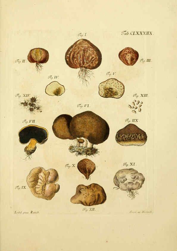 Reproducción/Reproduction 6257458592: Fungorum qui in Bavaria et Palatinatu circa Ratisbonam nascuntur icones, nativis coloribus expressae. v.1-2. Erlangae,Apud J.J. Palmium,1800
