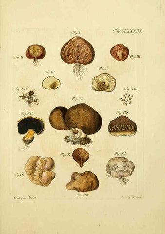 Reproducción/Reproduction 6257458592: Fungorum qui in Bavaria et Palatinatu circa Ratisbonam nascuntur icones, nativis coloribus expressae. v.1-2. Erlangae,Apud J.J. Palmium,1800