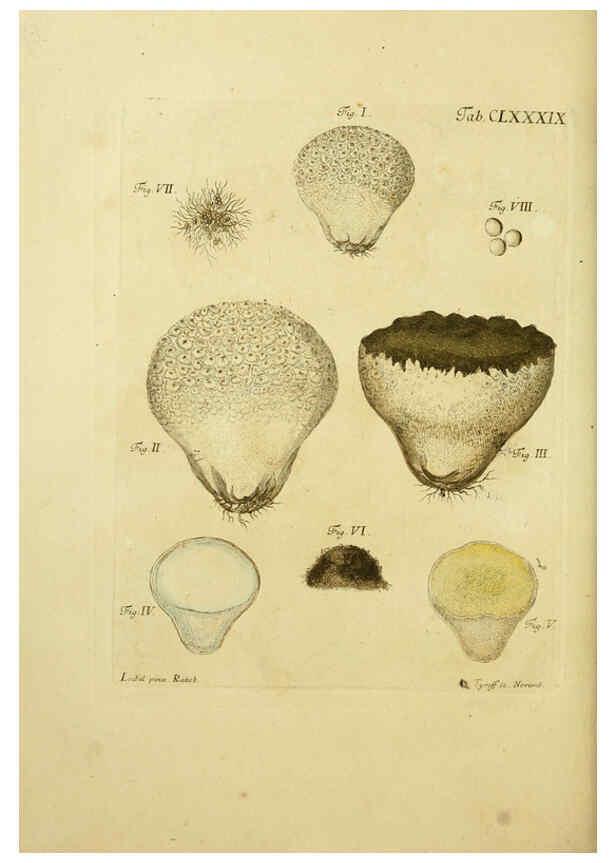 Reproducción/Reproduction 6257458892: Fungorum qui in Bavaria et Palatinatu circa Ratisbonam nascuntur icones, nativis coloribus expressae. v.1-2. Erlangae,Apud J.J. Palmium,1800